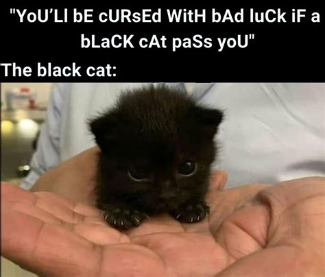 Evil fortune cat curse dark charm